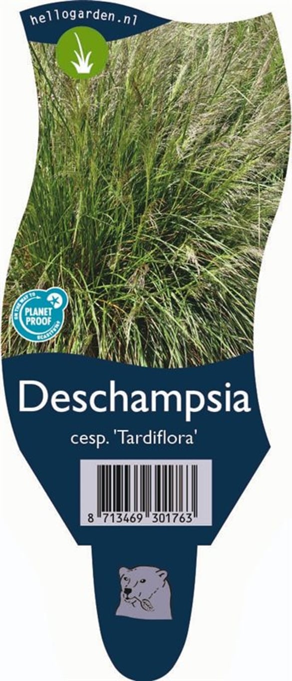Deschampsia cesp. 'Tardiflora' - P11